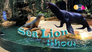 Sea Lion Show at Singapore Zoo