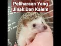 Landak Mini Peliharaan Yang Jinak Dan Kalem COD Kota Bandung Bisa (Cek Harga Dikomentar)