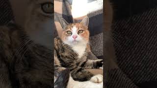 Super Senior Cat | Cute kitty Looks up at owner | #shorts