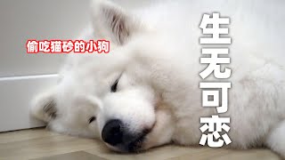 萨摩耶软糖总是偷吃猫砂，爸爸终于想出了杀手锏，软糖：没多厉害【两个人一条狗】