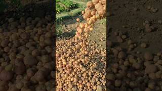 Potato 🥔 farming 🧺 #farmer #potato #potatofarming #farmerlife #farmers #farmerlifeindia