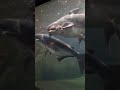 ikan genghis khan. hiu tapi namanya genghis khan shorts animals shark fish video shortsvideo