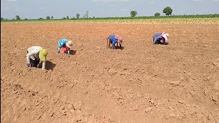 Potato farming activities it Farmers Asean នេះគឺជាសកម្មភាពដាំដំឡូង