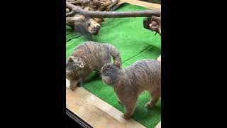 じゃれあうエルアズ　 Pallas’s Cat