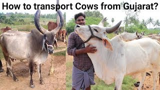 குஜராத்திலிருந்து நாட்டுமாடுகளை எப்படி கொண்டு வருவது? - How to bring Cows from Gujarat?