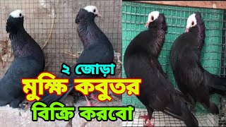 মুক্ষি কবুতর বিক্রি করবো | Bd pets \u0026 tech | #কবুতর #pigeon_tips | Mukhi pigeon price in Bangladesh