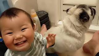 子犬と赤ちゃんの触れ合いがかわいいww