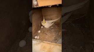 Mini vlogs with birds 🦜 / Cockatiel birds breeding / Hand feeding love birds #shortsfeed #birds