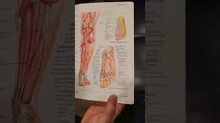 Got toe pain or numbness over 6 months? Maybe your digital plantar nerve is entrapped by adhesion