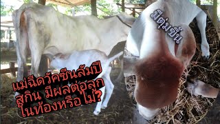 แม่วัวฉีดวัคซีนลัมปีสกิน มีผลต่อลูกในท้องหรือไม่?