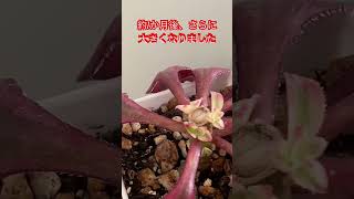 アエオニウム　メデューサの胴切りからの増やし方 #多肉大好き #plants #多肉植物 #succulents #多肉　#アエオニウム #胴切り #succulent #多肉紹介 #ガーデニング