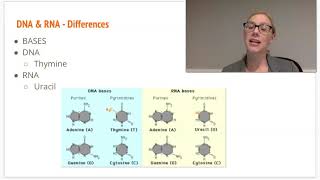 1 6 Nucleic Acids