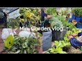 My Morning Garden vlog🌱| mini vlog| Organizing| Little leaf