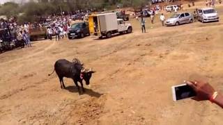 கல்லல் மஞ்சுவிரட்டில் சீறி பாயந்த காளை 2017 / kallal manjuvirattu best bull 2017