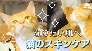 You can make beautiful skin !!  A cat that cares for skin #shorts | Weird Paws