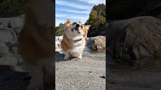 川から上がってくるコーギー / A corgi coming out of the river #shorts