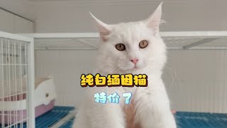 特价缅因猫来了，不要错过今年最便宜的纯白缅因猫弟弟