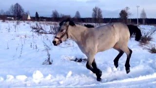 Лошадь с собакой бегают наперегонки.