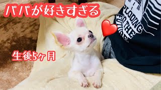 【チワワの成長記録】【chihuahua】1万回再生😆生後5ヶ月　パパさん愛が止まらないミエル〜2020.12月(chihuahua／long coat chihuahua) (치와와)