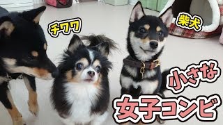 チワワと柴犬の、小さな女子コンビ 【ひみつきちなう！③】2019年1月24日