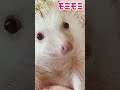 ハリネズミ🦔pop・popのマッサージ pop はりねずみ hedgehog