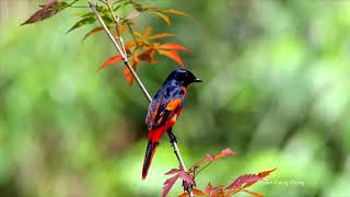 赤紅山椒鳥 / Scarlet Minivet