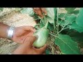 brinjal farming baigan ki kheti variety usm amar