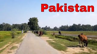 Most Beautiful Village Travel Just 3 Mint { District Hafizabad Pakistan }