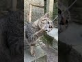 【伏見稲荷】華麗なる猫パンチを見せる猫ベル　a cat showing a brilliant cat punch