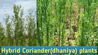 Hybrid or local dhaniya ka ped?? | Hybrid coriander plants