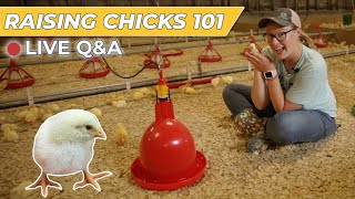 Caring for Chicks in the Brooder - Pastured Poultry