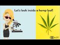 What is CBD?  Fun Animation