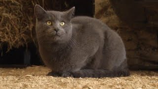 Stray cats put to work in businesses, farms through Dubuque Humane Society program