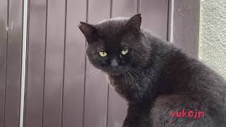 人間は怖いんだよ　野良猫やまと君　lucky BLACK stray CAT