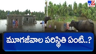 మనుషులకే ఇలా ఉంటే.. మూగజీవాల పరిస్థితి ఏంటి..? - TV9