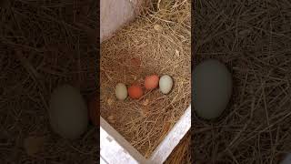 we built a chicken coop and now we are collecting eggs.