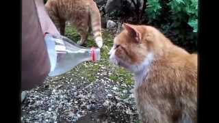 Gatto adorabile che beve direttamente dalla bottiglia!