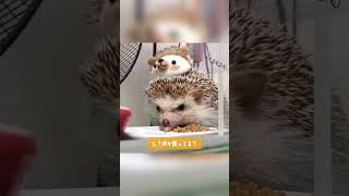 🍎🦔 夢中すぎるハリネズミ。乗せられても気にしない#hedgehog #ハリネズミ #癒し #shorts