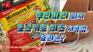 뿌리파리 퇴치 최후 방법, '모스키토 비츠' 사용방법, 효과는?How to use Mosquito Bits to exterminate fungus gnat?