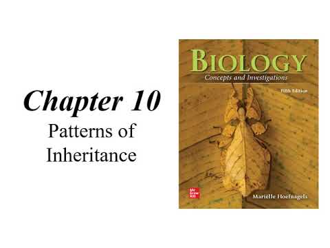 (BC BSC1005) Chapter 10 Patterns Of Inheritance - YouTube