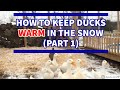 How to keep ducks WARM in the snow (PART 1)