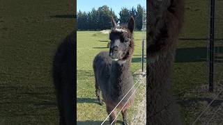 可愛的紐西蘭黑色羊駝🦙🦙🦙 #newzealand #alpaca #cute #旅行 #可愛い #動物