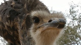 Emu defends me against attacking Ostrich