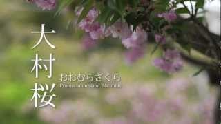 大村桜 ~Cherry tree called Omura-Zakura ~