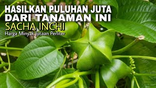 Belum Banyak Yang Tahu, Tanaman Ini Hasilkan Puluhan Juta || Sacha Inchi Masa Depan Untuk Petani