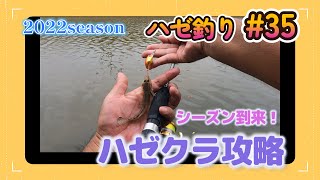 2022年【ハゼ釣り#35 】8月22日‗ハゼクラの日！エサ屋に寄らないハゼ釣りで快釣したよ☆‗釣果情報