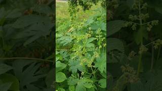 환삼덩굴! Humulus japonicus! 꽃말은 엄마의 손! feat. 요즘 가시박이랑 같이 말많은 아이! 뉴스에 나왔음! #flowers