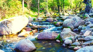 Relaxing River Stream Sounds | Fall Asleep Instantly | Sleep/Relax/Study/ (BLACKSCREEN)