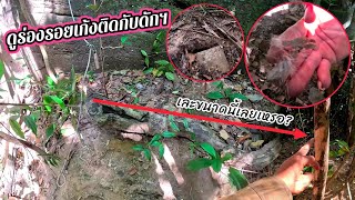 เก้งติดกับดักกับสิ่งที่เจอคือ? //ຟານຕິດແລ້ວແຕ່ສິ່ງທີ່ເຫັນຄື?