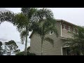 Caring for Palm Trees in Florida